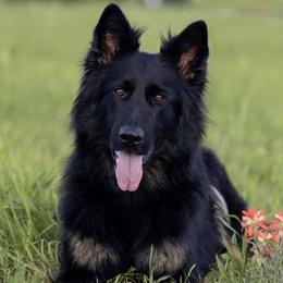 Beeja - German Shepherd