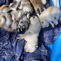 Pomsky Puppies from SMP Pomsky/Southern Minnesota Pomskies