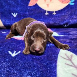 Pixie - Liver female German Shepherd puppy in Los Lunas, New Mexico from Mali's German Shepherds LLC