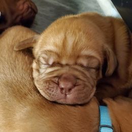 Dogue de Bordeaux Puppies from Toni  Young