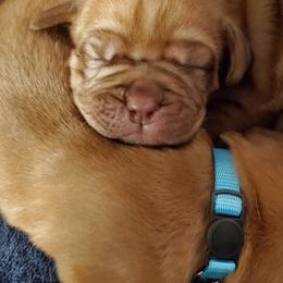 Dogue de Bordeaux Puppies from Toni  Young