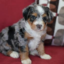 Wonder - Merle female Bernedoodle puppy in Dundee, Ohio from Down Home Doodle
