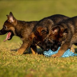 German Shepherd Puppies from Sommerfeld German Shepherds