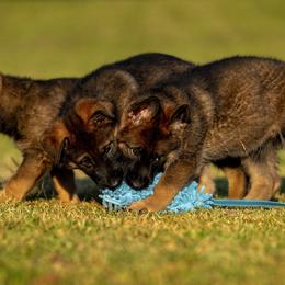German Shepherd Puppies from Sommerfeld German Shepherds