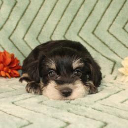 Miniature Schnauzer Puppies from Clay Hill Kennels