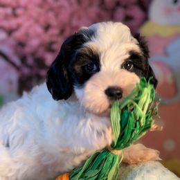 Marietta - White Havanese puppy in Clermont, Florida from Country Sweet Havanese and Creative Coaching