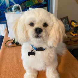 Rudy - Lhasa Apso