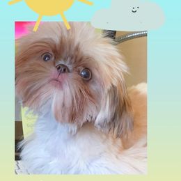 Miles - Shih Tzu