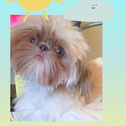 Miles - Shih Tzu