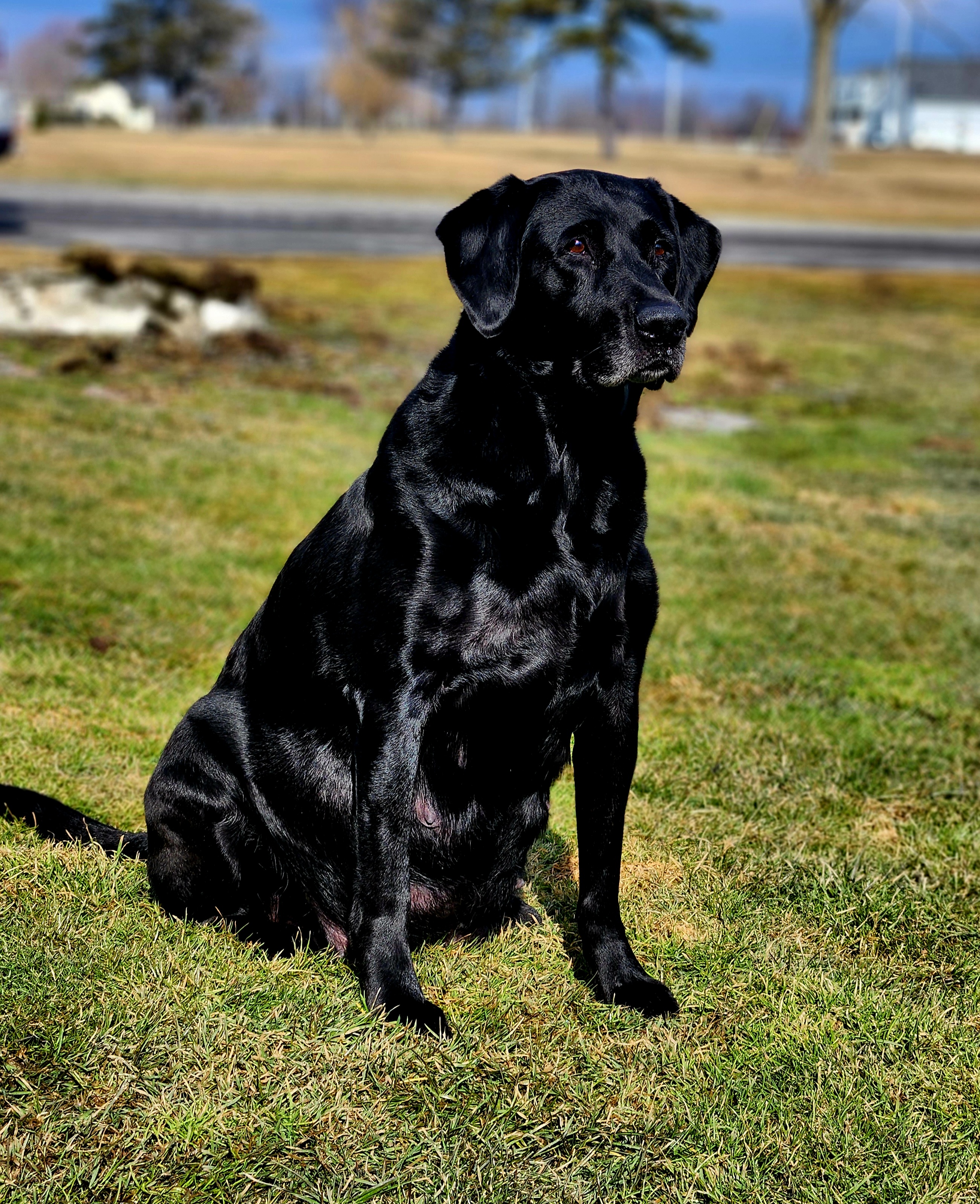 Ginger - Labrador Retriever