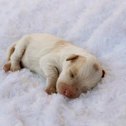 Norman - Apricot male Labradoodle puppy in Crete, Nebraska from Doodles & Co