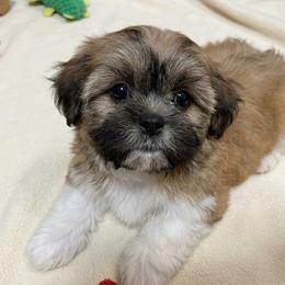 Gru - Black gold and white female Shih Tzu puppy in Bourne, Massachusetts from Shih Tzu Pups