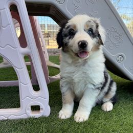 Red Boy - Blue merle male Australian Shepherd puppy in Buckeye, Arizona from Wranglin Farms