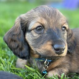 Dachshunds from Central Oregon weenies