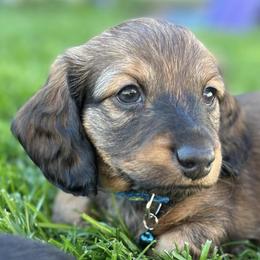 Dachshunds from Central Oregon weenies