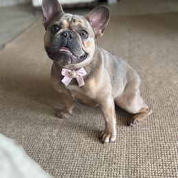 Aniela - French Bulldog