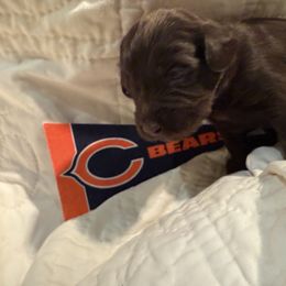 Bear - Australian Labradoodle puppy from Stony Brook Australian Labradoodles