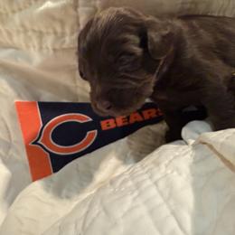Bear - Australian Labradoodle puppy from Stony Brook Australian Labradoodles