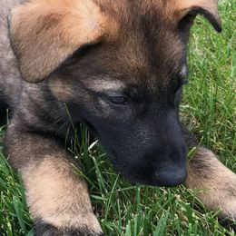 German Shepherd Puppies from Platzhirsch German Shepards