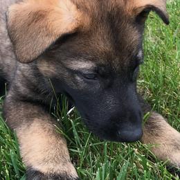 German Shepherd Puppies from Platzhirsch German Shepards