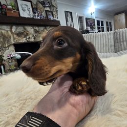 Boy 3 - Chocolate and tan male Dachshund puppy in Price, Utah from Stone Kennels