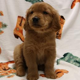 Bronco - Dark golden male Golden Retriever puppy in New Weston, Ohio from Bertke AKC Golden Retrievers and Bernese Mountain Dogs