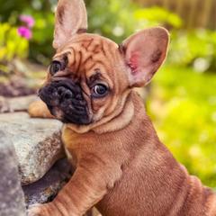 Elsa - French Bulldog