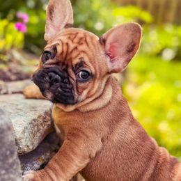 Elsa - French Bulldog