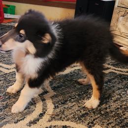 Jack, Jack - Black white and tan male Collie puppy in Nevada, Missouri from Briarwood Collies