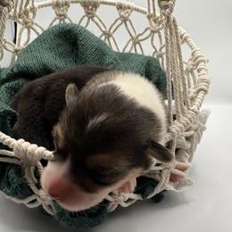 Onyx - Black and tan female Pembroke Welsh Corgi puppy in Abingdon, Virginia from Em-K Kennels