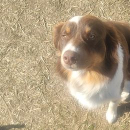 Australian Shepherds from Wonder Wild Australian Shepherds
