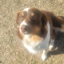 Australian Shepherds from Wonder Wild Australian Shepherds