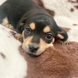 Dachshund Puppies from Pasek Kennels
