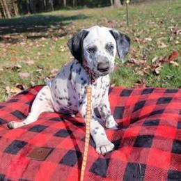 Hunter - White and black male Dalmatian puppy in Grant, Michigan from Savannah Woltanski