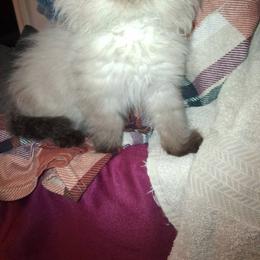 Bell - Dapple female Dachshund puppy in Paducah, Kentucky from Donette's Doxies