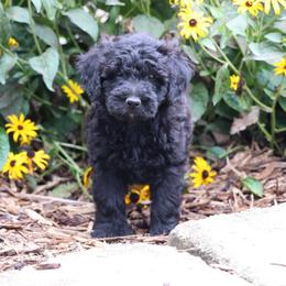 Peter - Black male Whoodle puppy in West Bend, Iowa from Blue Skies Terriers