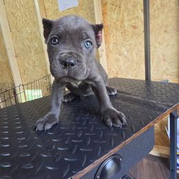Yellow Collar - Gray female Cane Corso puppy in Henry, Virginia from Hardradas Dynasty Cane Corso