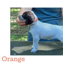 Orange - Liver and white female German Wirehaired Pointer puppy in Umatilla, Florida from Double D Picards and GWPs