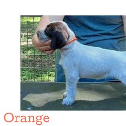 Orange - Liver and white female German Wirehaired Pointer puppy in Umatilla, Florida from Double D Picards and GWPs