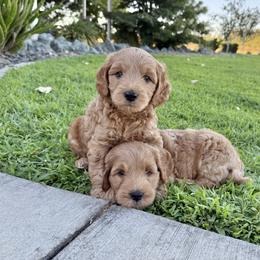 Goldendoodle and Labrador Retriever Puppies from BV Labs & Doodles