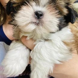 Shih Tzu Puppies from Tiny Bubbles Shih Tzus