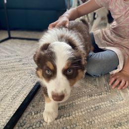 Bella's Marigold (Red Tri, Female) - Red tri Miniature Australian Shepherd puppy in Douglas, Arizona from Starry-Eyed Mini Aussies with Tails