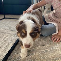 Bella's Marigold (Red Tri, Female) - Red tri Miniature Australian Shepherd puppy in Douglas, Arizona from Starry-Eyed Mini Aussies with Tails