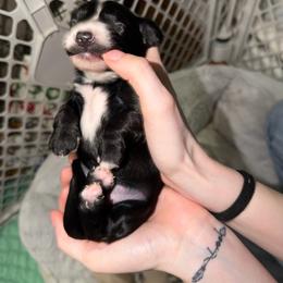 Hestia Full AKC Female 1 - Black female Dachshund puppy in Erie, Michigan from Champagne’s Grinch Toe’d Dachshunds