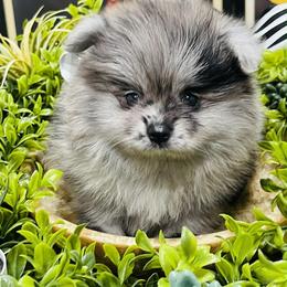 Chanel - Blue merle female Pomeranian puppy in Tucson, Arizona from Kristy's Pomeranians