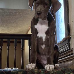 Great Dane Puppies from Dana's Danes