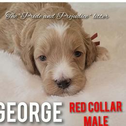 George Wickham-red collar - Apricot male Goldendoodle puppy in Fort Worth, Texas from Stacy Warwick