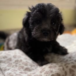Teddy - Black male Maltipoo puppy in Colonial Beach, Virginia from BeachRidge Pups
