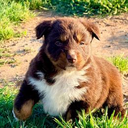 Nova - Red tri-color female Australian Shepherd puppy in Mineral Wells, Texas from A6 Australian Shepards