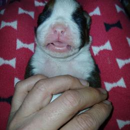 Huck - Fawn male Boxer puppy in Cannon Falls, Minnesota from Pattys Boxers and Bulldogs